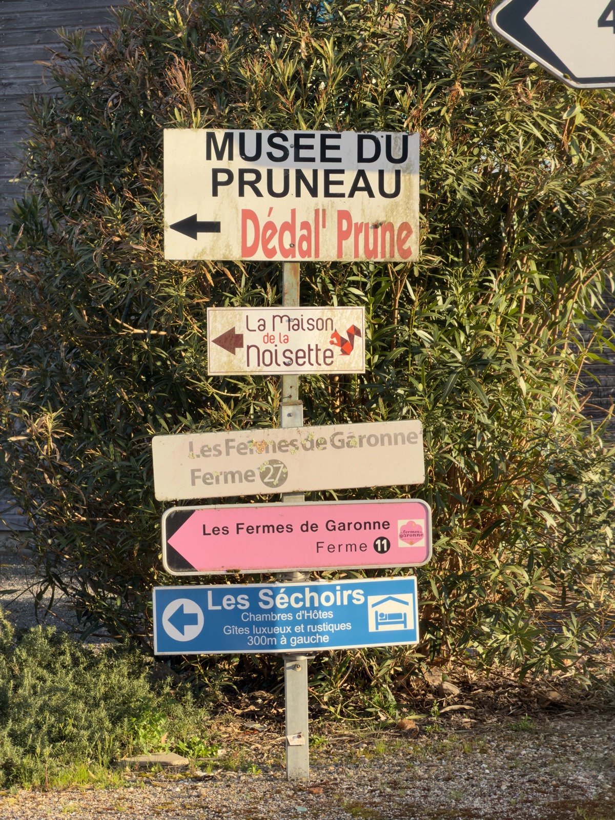 Les vignes de la rive à la tombée du jour, la dernière lumière de l'année des vendanges.